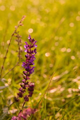 sage flowers in the morning