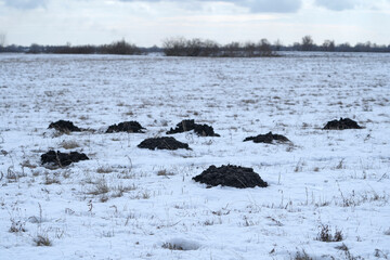 Molehills in the meadow in winter. Moles are active all year round.