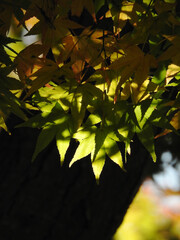 光と影の重なり