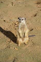 Meerkat (Surikate), zoo of Frankfurt am Main, Germany