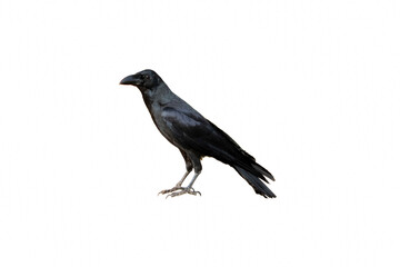 Side view of a Carrion Crow, Corvus corone, isolated on white