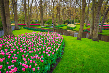 Various colorful tulips and spring flowers in the park, Netherlands