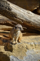 Meerkat (Surikate), zoo of Frankfurt am Main, Germany