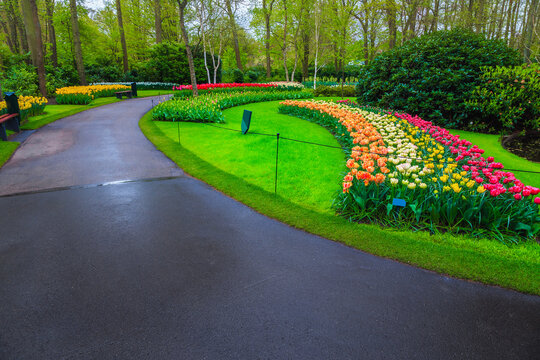 Blooming tulips and colorful spring flowers in the beautiful park