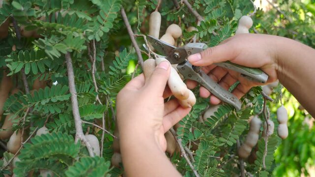Hands farmer cutting sweet tamarind fruit on tamarind tree. Footage b roll agriculture farmer cutting sweet tamarind. Harvesting agricultural products.