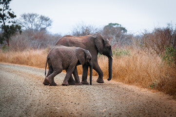 Elephant mother and young calf son crossing a dirt road during a 4x4 self drive safari in Kruger National Park, South Africa