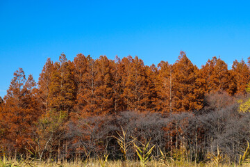 秋 紅葉 森 メタセコイヤ 紅葉 美しい 綺麗 穏やか 茶色 青空