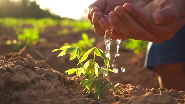 Footage B roll of Hand Watering A Young Plant tree growing on fertile soil in the sunset light, Planting the trees, protect nature, sustainability, sustainable. Cassava plant agriculture concept.