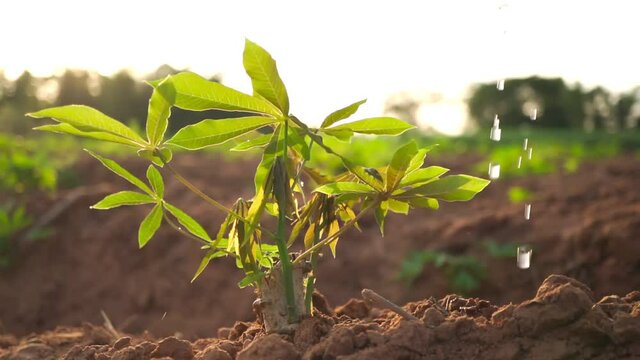 Footage B roll of Hand Watering A Young Plant tree growing on fertile soil in the sunset light, Planting the trees, protect nature, sustainability, sustainable. Cassava plant agriculture concept.
