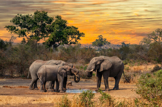 Elephant family gathers at a clean waterhole by sunset to drink and beat the excessive heat of the savannah