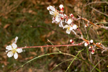 flowers in the forest