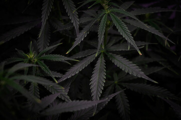 Naklejka na ściany i meble cannabis bush with leaves in dark style background image