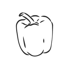 Sweet pepper. Vector hand drawn vegetables isolated on white background. bell pepper, vector sketch illustration