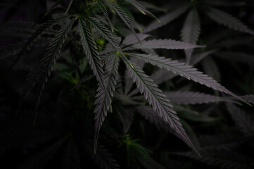 cannabis bush with leaves in dark style background image