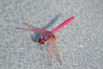 extravagante Libelle 