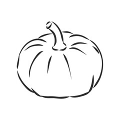 Vector illustration of whole pumpkins. pumpkin, vector sketch illustration