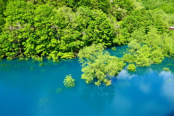 初夏の風物詩、鎧畑ダムの水没林。仙北、秋田、日本。５月下旬。