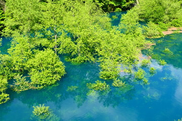 初夏の風物詩、鎧畑ダムの水没林。仙北、秋田、日本。５月下旬。