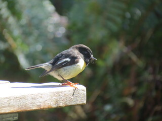 Naklejka premium Small bird 