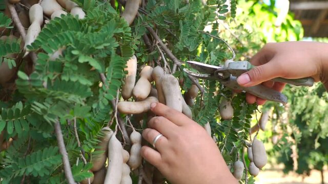 Hands farmer cutting sweet tamarind fruit on tamarind tree. Footage b roll agriculture farmer cutting sweet tamarind. Harvesting agricultural products.