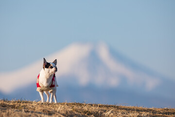 犬と富士山を陣馬山頂から