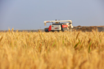 farmers use harvesters to harvest wheat in fields, LUANNAN COUNTY, Hebei Province, China