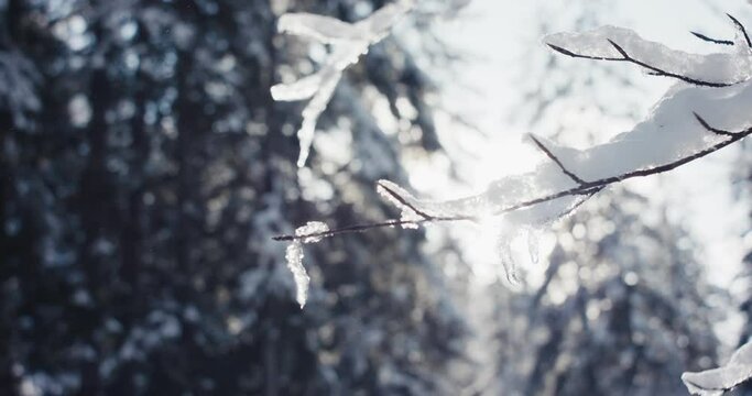 Sun shine on tree branch in ice snow winter change to spring lens flare