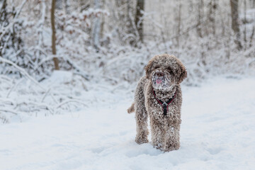 Kleiner lockiger Hund im Schnee streckt seine Zunge raus