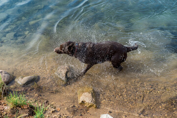 a chocolate-colored Labrador retriever shakes its fur in the water near the shore, and the dog happily plays in the river