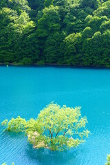 初夏の風物詩、秋扇湖の水没林。仙北、秋田、日本。５月下旬。