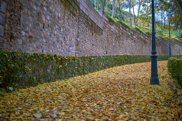 Calle llena de un manto de hojas en otoño con colores amarillos y verdes llegando alguno al naranja