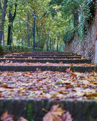Escaleras llenas de un manto otoñal de hojas.