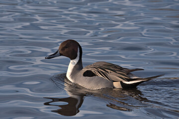 Northern Pintail , Anas acuta