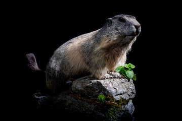 Marmota
