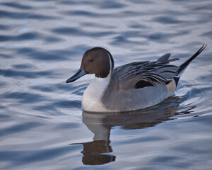 Northern Pintail , Anas acuta