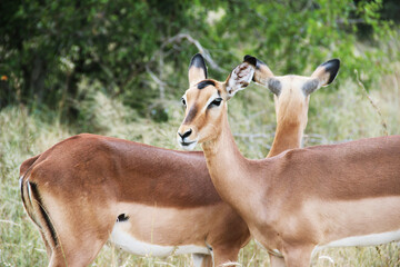 South african impalas