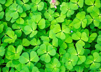 Spring green clover grass background
