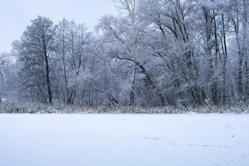 
Frozen and snow-covered river against the background of winter trees.