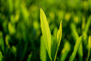 Green leaf on blurred background in garden