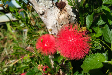Selective Focus on blooming Red Powder Puff Flower also know as Calliandra flower with blurred background