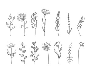 Set of hand drawn wildflowers and herbs. Vector illustration