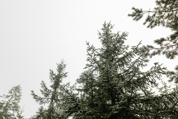 Fir trees in the mountains in winter time