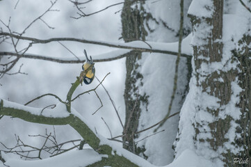 Great tit looking for food in the winter
