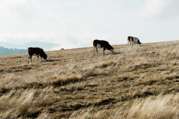 Herd of cows on the mountain top