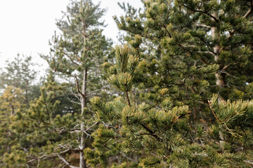 Close-up of fir tree needles in the forest