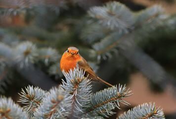 Beautiful and bright robin among the coniferous branches..