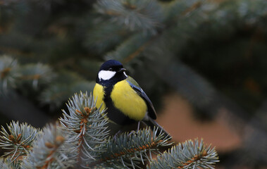 Big tit among coniferous branches..