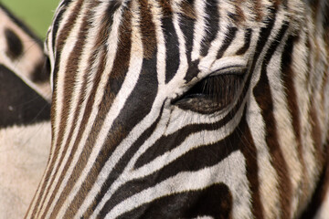 Fototapeta na wymiar Close-up Of A Zebra