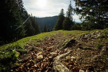 macro photo from footpath alps