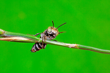 Bees inhabit plants, North China